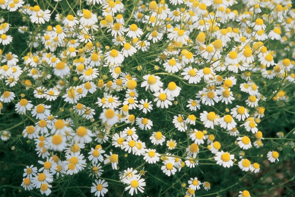 Some thoughts on Chamomile